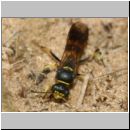 Gorytes laticinctus - Grabwespe 11 12mm beim Nestbau.jpg